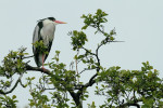Blauwe reiger in boom (Ardea cinerea), Halfweg